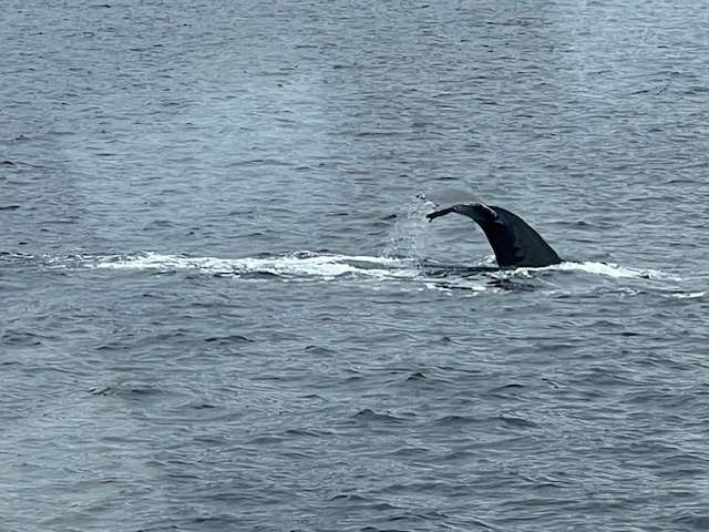 Where to See Whales in Argentina